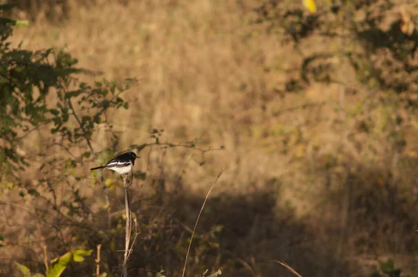 Erkek Doğulu Magpie Robin Copsychus Saularis Bandhavgarh Ulusal Parkı Madhya — Stok fotoğraf