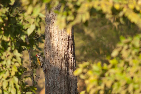 Θηλυκό Μαύρο Φλογοβόλο Dinopio Benghalense Εθνικό Πάρκο Bandhavgarh Μάντυα Πραντές — Φωτογραφία Αρχείου