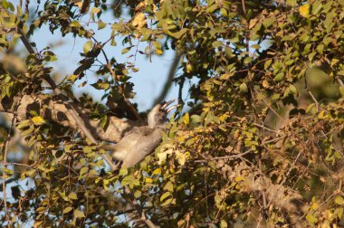 Hint gri boynuz gagalı Ocyceros Birostris meyve yiyor. Bir kadın. Bandhavgarh Ulusal Parkı. Madhya Pradesh. Hindistan.