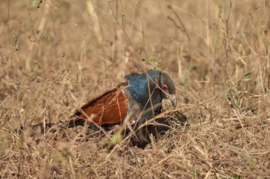 Uzun otların arasında daha büyük bir sentropus sinensis. Bandhavgarh Ulusal Parkı. Madhya Pradesh. Hindistan.