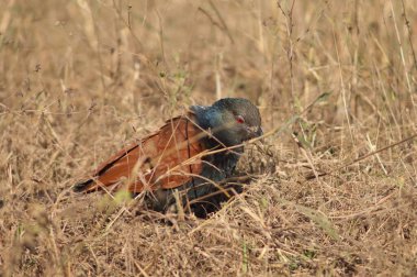 Uzun otların arasında daha büyük bir sentropus sinensis. Bandhavgarh Ulusal Parkı. Madhya Pradesh. Hindistan.