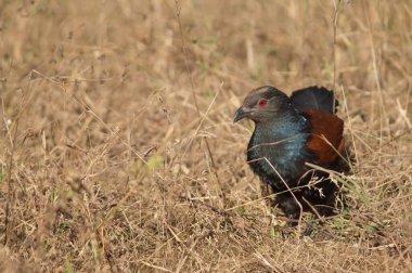 Uzun otların arasında daha büyük bir sentropus sinensis. Bandhavgarh Ulusal Parkı. Madhya Pradesh. Hindistan.