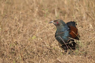 Uzun otların arasında daha büyük bir sentropus sinensis. Bandhavgarh Ulusal Parkı. Madhya Pradesh. Hindistan.