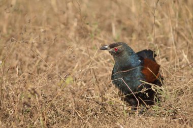 Uzun otların arasında daha büyük bir sentropus sinensis. Bandhavgarh Ulusal Parkı. Madhya Pradesh. Hindistan.