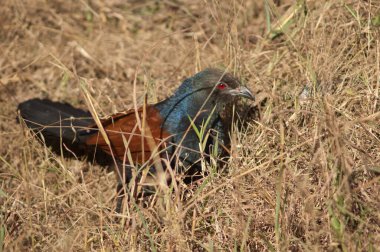 Uzun otların arasında daha büyük bir sentropus sinensis. Bandhavgarh Ulusal Parkı. Madhya Pradesh. Hindistan.