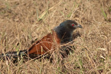 Uzun otların arasında daha büyük bir sentropus sinensis. Bandhavgarh Ulusal Parkı. Madhya Pradesh. Hindistan.