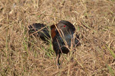 Uzun otların arasında daha büyük bir sentropus sinensis. Bandhavgarh Ulusal Parkı. Madhya Pradesh. Hindistan.