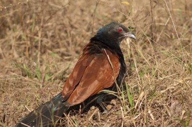Uzun otların arasında daha büyük bir sentropus sinensis. Bandhavgarh Ulusal Parkı. Madhya Pradesh. Hindistan.