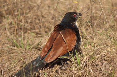 Uzun otların arasında daha büyük bir sentropus sinensis. Bandhavgarh Ulusal Parkı. Madhya Pradesh. Hindistan.