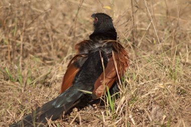 Daha büyük Coucal Centropus sinensis güneş banyosu. Bandhavgarh Ulusal Parkı. Madhya Pradesh. Hindistan.