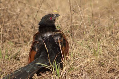 Daha büyük Coucal Centropus sinensis güneş banyosu. Bandhavgarh Ulusal Parkı. Madhya Pradesh. Hindistan.
