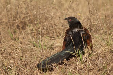 Daha büyük Coucal Centropus sinensis güneş banyosu. Bandhavgarh Ulusal Parkı. Madhya Pradesh. Hindistan.