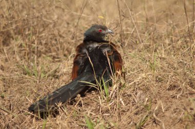 Daha büyük Coucal Centropus sinensis güneş banyosu. Bandhavgarh Ulusal Parkı. Madhya Pradesh. Hindistan.