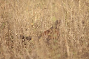 Uzun otların arasında daha büyük bir sentropus sinensis. Bandhavgarh Ulusal Parkı. Madhya Pradesh. Hindistan.
