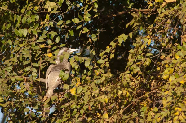 Indian Grey Hornbill Ocyceros Birostris Female Bandhavgarh National Park Madhya — Stock Photo, Image