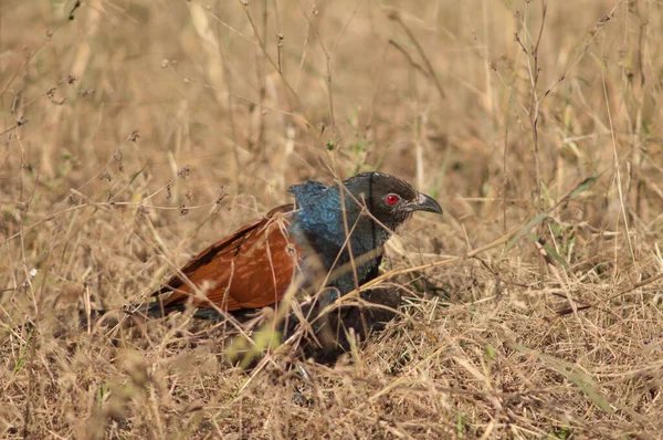 Uzun otların arasında daha büyük bir sentropus sinensis. Bandhavgarh Ulusal Parkı. Madhya Pradesh. Hindistan.