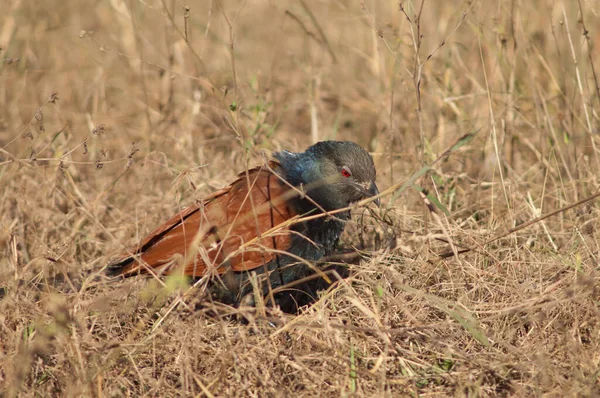 Uzun otların arasında daha büyük bir sentropus sinensis. Bandhavgarh Ulusal Parkı. Madhya Pradesh. Hindistan.