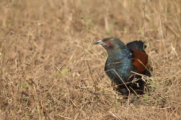 Uzun otların arasında daha büyük bir sentropus sinensis. Bandhavgarh Ulusal Parkı. Madhya Pradesh. Hindistan.