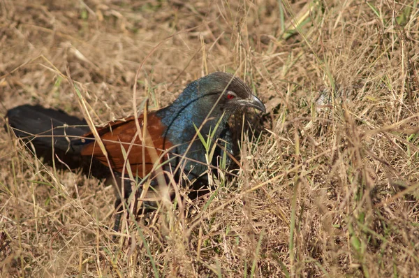 Uzun otların arasında daha büyük bir sentropus sinensis. Bandhavgarh Ulusal Parkı. Madhya Pradesh. Hindistan.