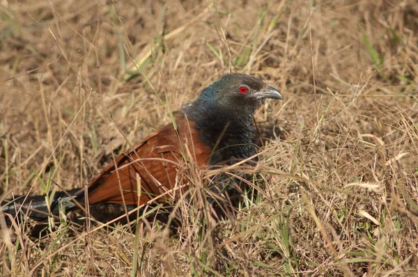 Uzun otların arasında daha büyük bir sentropus sinensis. Bandhavgarh Ulusal Parkı. Madhya Pradesh. Hindistan.