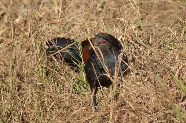 Uzun otların arasında daha büyük bir sentropus sinensis. Bandhavgarh Ulusal Parkı. Madhya Pradesh. Hindistan.