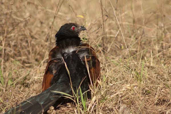 Daha büyük Coucal Centropus sinensis güneş banyosu. Bandhavgarh Ulusal Parkı. Madhya Pradesh. Hindistan.