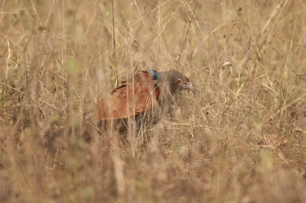 Större Coucal Centropus Sinensis Det Höga Gräset Bandhavgarh Nationalpark Madhya — Stockfoto