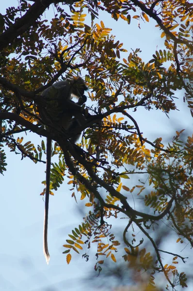 Llanuras Del Sur Langur Gris Semnopithecus Dussumieri Comer Parque Nacional — Foto de Stock