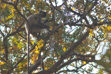 Güney düzlüklerinde gri langur Semnopithecus dussumieri yiyor. Bandhavgarh Ulusal Parkı. Madhya Pradesh. Hindistan.