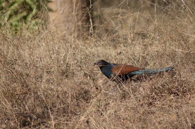 Uzun otların arasında daha büyük bir sentropus sinensis. Bandhavgarh Ulusal Parkı. Madhya Pradesh. Hindistan.