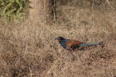 Uzun otların arasında daha büyük bir sentropus sinensis. Bandhavgarh Ulusal Parkı. Madhya Pradesh. Hindistan.