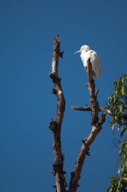 Ağacın üzerinde sığır grisi Bubulcus Ibis. Tala. Madhya Pradesh. Hindistan.