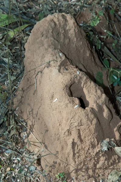 班德哈夫加尔国家公园的筑巢白蚁 中央邦 — 图库照片