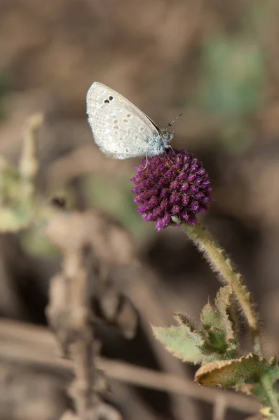 Lycaenidae Papillon Sur Une Fleur Parc National Bandhavgarh Madhya Pradesh — Photo