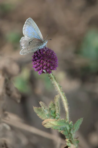 Lycaenidae Papillon Sur Une Fleur Parc National Bandhavgarh Madhya Pradesh — Photo