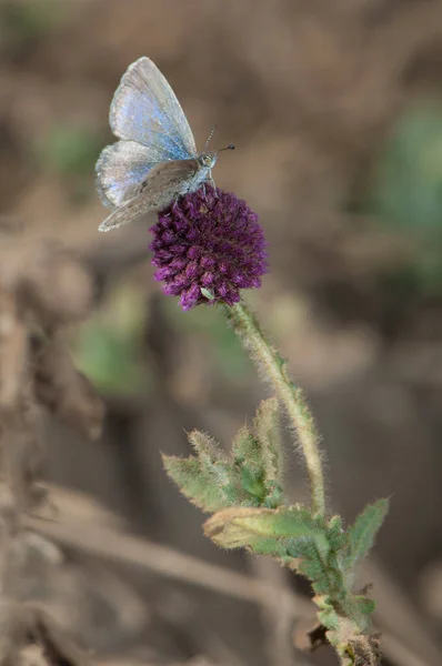 Lycaenidae Papillon Sur Une Fleur Parc National Bandhavgarh Madhya Pradesh — Photo