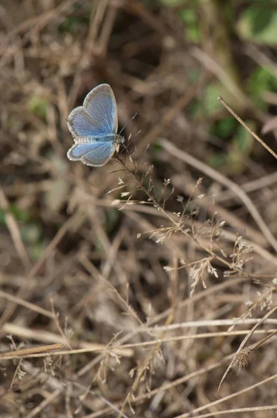 Butterfly Lycaenidae Grass Bandhavgarh National Park Madhya Pradesh India — Foto de Stock