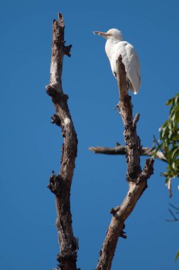 Ağacın üzerinde sığır grisi Bubulcus Ibis. Tala. Madhya Pradesh. Hindistan.