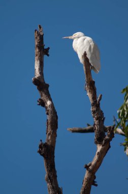 Ağacın üzerinde sığır grisi Bubulcus Ibis. Tala. Madhya Pradesh. Hindistan.