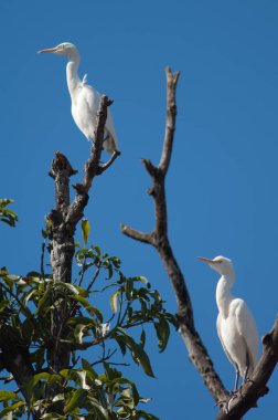 Sığırlar ağaçta Bubulcus Ibis yetiştirir. Tala. Madhya Pradesh. Hindistan.