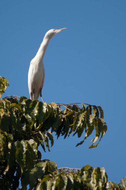 Ağacın üzerinde sığır grisi Bubulcus Ibis. Tala. Madhya Pradesh. Hindistan.