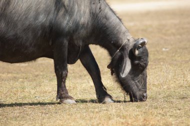Bubalus Bubalis 'in otladığı su bufalosu. Umia. Madhya Pradesh. Hindistan.