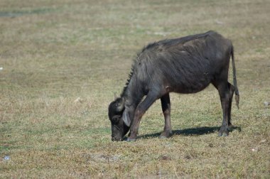 Bubalus Bubalis otlayan genç su bufaloları. Umia. Madhya Pradesh. Hindistan.
