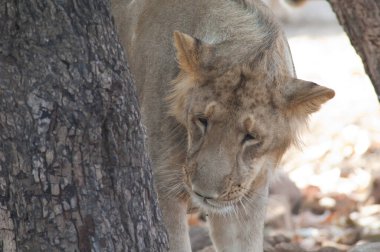 Asyalı aslan Panthera leo leo. Kontrollü koşullarda dişi aslan. Devalia. Gir Sığınağı. Gujarat. Hindistan.