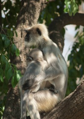 Güney düzlükleri gri langurlar Semnopithecus dussumieri. Dişi ve yavrusu. Sasan. Gir Sığınağı. Gujarat. Hindistan.