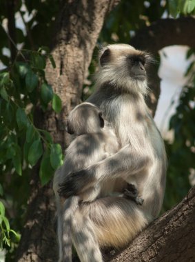 Güney düzlükleri gri langurlar Semnopithecus dussumieri. Dişi ve yavrusu. Sasan. Gir Sığınağı. Gujarat. Hindistan.
