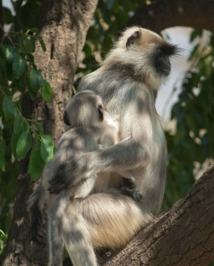 Güney düzlükleri gri langurlar Semnopithecus dussumieri. Dişi ve yavrusu. Sasan. Gir Sığınağı. Gujarat. Hindistan.
