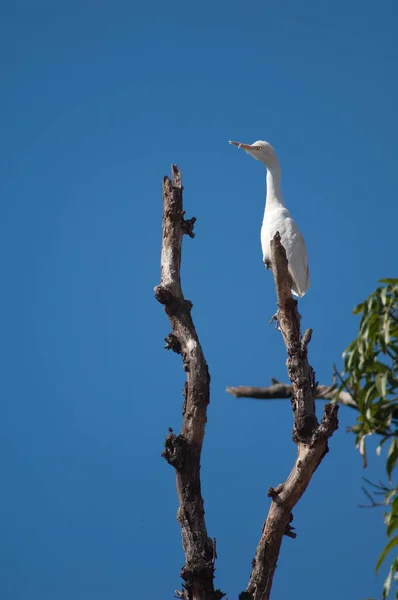 牛在树上孵出了Bubulcus Ibis 中央邦 — 图库照片