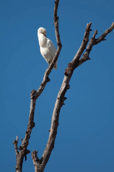 Bovinos Egret Bubulcus Ibis Dormir Tala Madhya Pradesh Índia — Fotografia de Stock