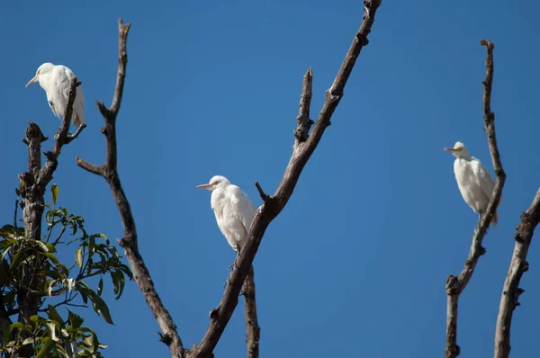 Cerdas Ganado Bubulcus Ibis Árbol Tala Madhya Pradesh India — Foto de Stock